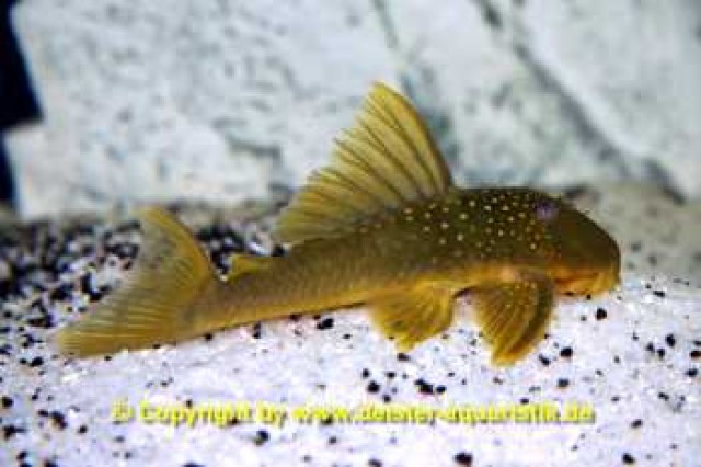 *** L200 Green Pleco WF *** - Wels - Barsinghausen