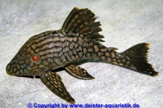*** L330 full und half spotted WF *** - Wels - Barsinghausen