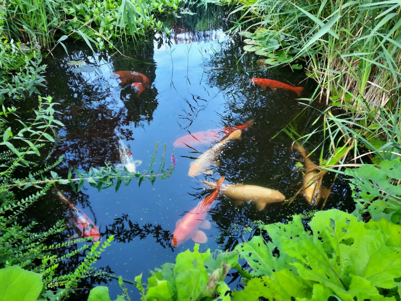 9 große Koi-Karpfen - Koi - Oranienburg 