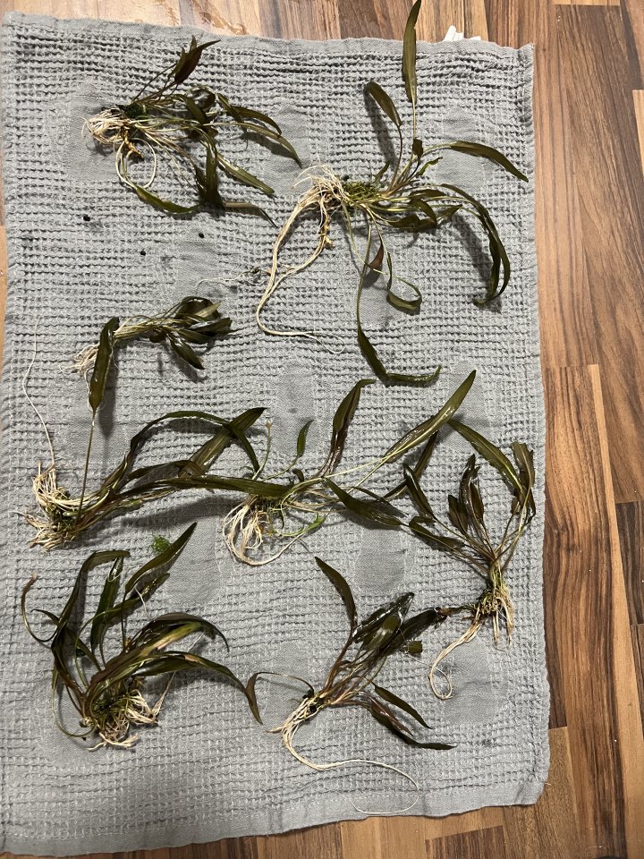 Aquarienpflanzen Ableger zu verschenken - Pflanzen - Neuss