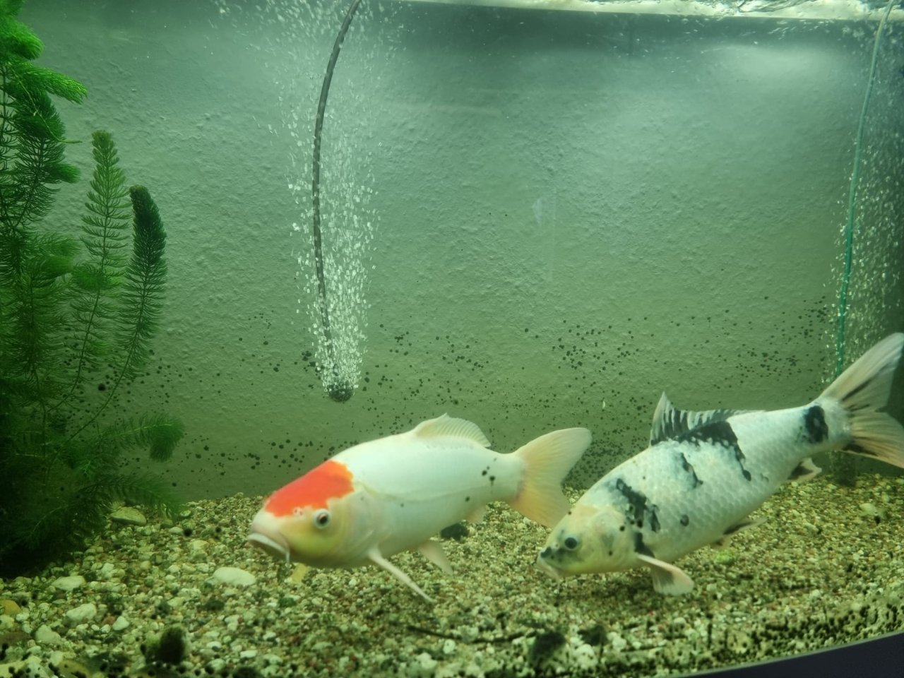 Koi Tancho 43cm abzugeben - Koi - Geringswalde