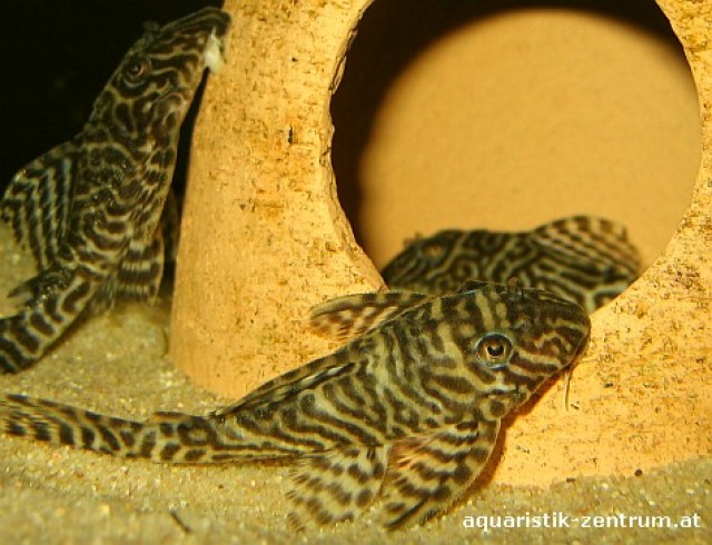 Biete L66 - King Tiger Pleco Zuchtgruppe - Wels - Österreich/Vorarlberg/Dornbirn am Bodensee