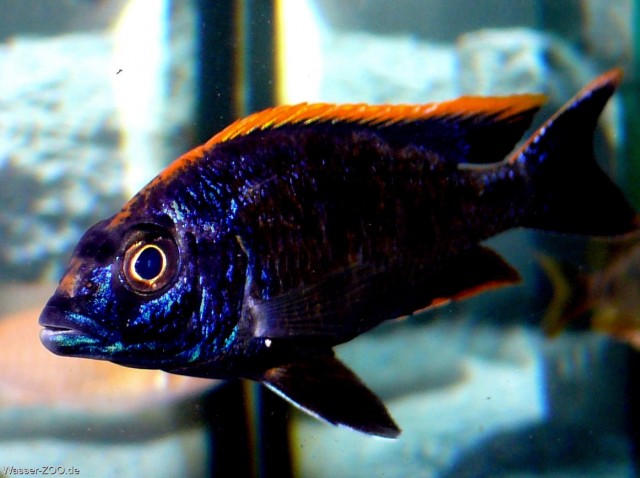 Otopharynx lithobates Black Orange Dorsal (Malawi - Barsch) - Barsche - Remscheid