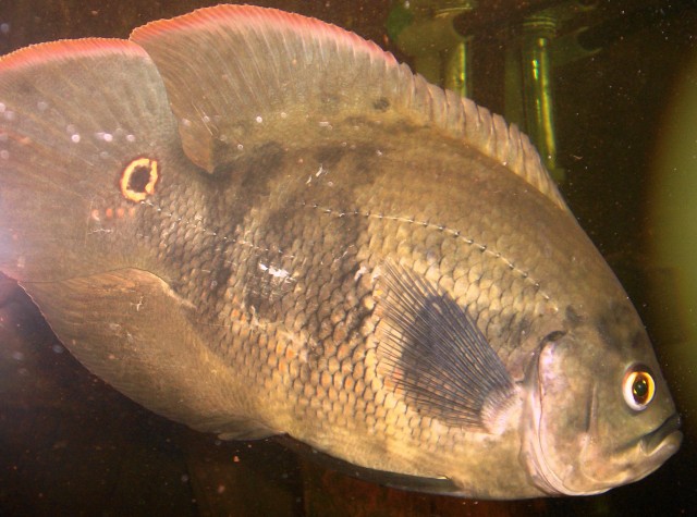 Pfauenaugenbuntbarsch - Barsche - Eisenach