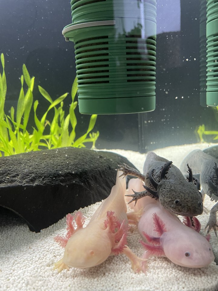 Axolotl Gold und Weiß - Aquarium - Dernbach