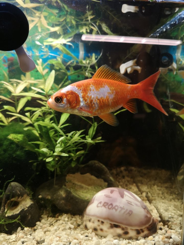 Goldfisch sucht neues Zuhause - Goldfisch - Henstedt-Ulzburg