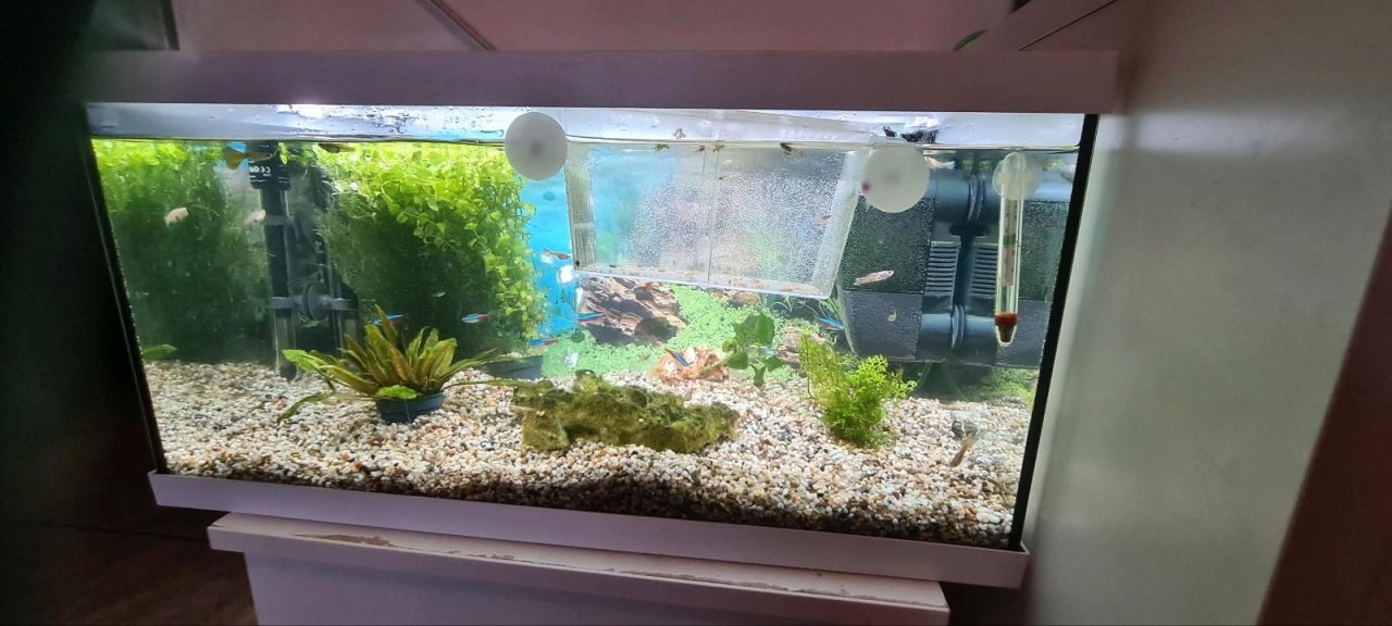 Aquarium mit Fisch und Zubehör - Aquarium - Walheim