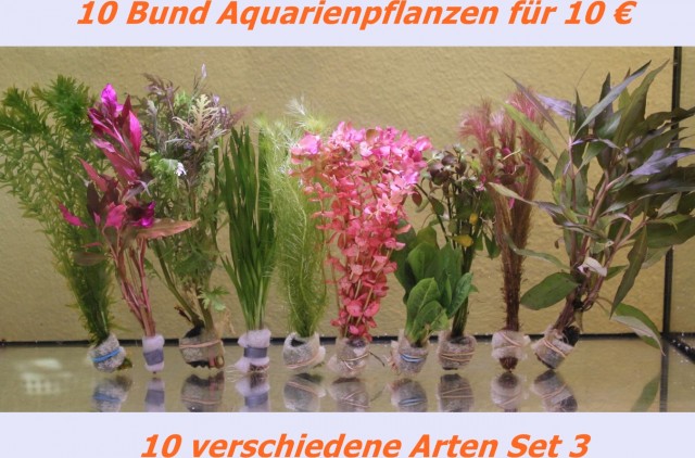 10 Bund Aquariumpflanzen/ Wasserpflanzen 10 Euro! Set 3 - Pflanzen - Berlin