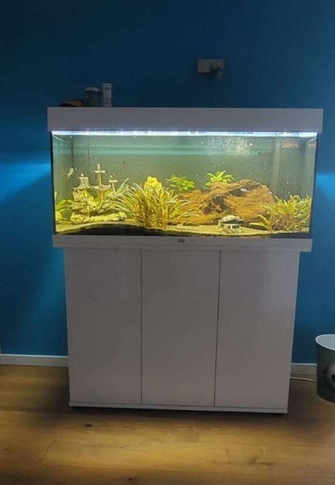 Aquarium zu verkaufen - Aquarium - Ybbsitz