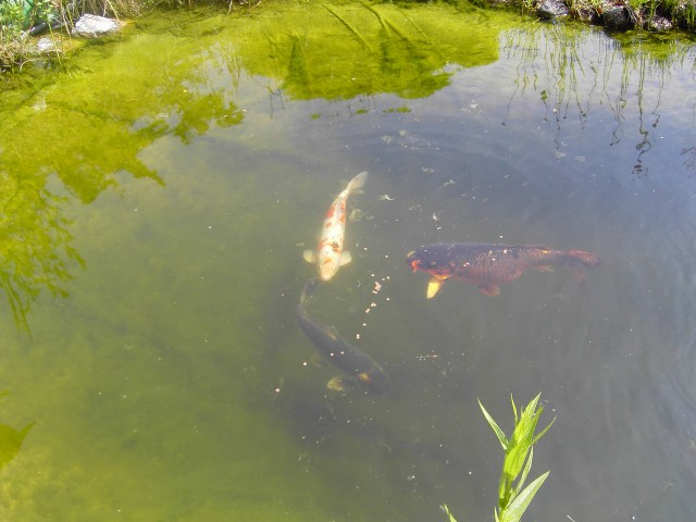 3 Kois zwischen 40 und 50 cm groß aus Altersgründen  in gute Hände  abzugeben - Koi - Trebur-Geinsheim 