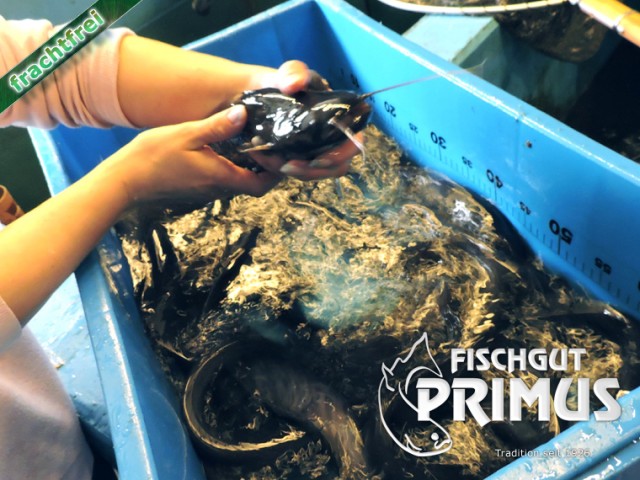 Besatzfische! 10 Welse ca. 30-40 cm - Wels - Iserlohn