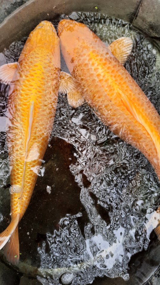 Verkaufe 2 Koi Karpfen - Koi - Issum