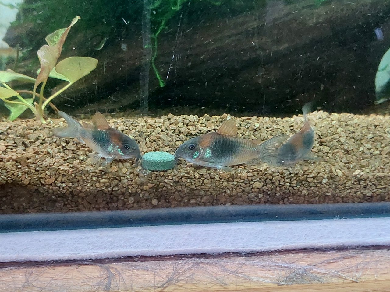 Corydoras Orange Venezuelanus Nachzuchten - Wels - Kirchenlamitz