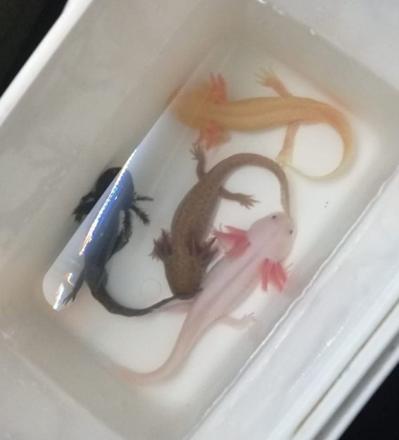 4 Axolotl + Aquarium - Hai - Rostock