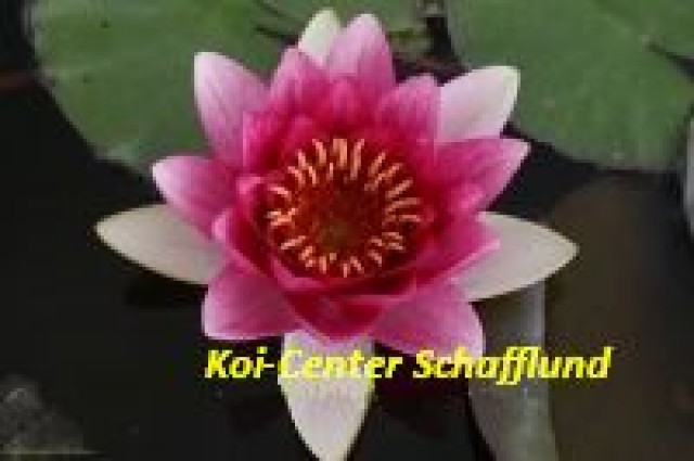 Wasserpflanzen für Ihren Koi-Teich, Gartenteich, Biotop-Teich vom Koi-Center Sc - Pflanzen - Schafflund