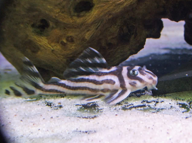 Qualität L046 Zebra Pleco - Wels - Kreisfreie Stadt Berlin
