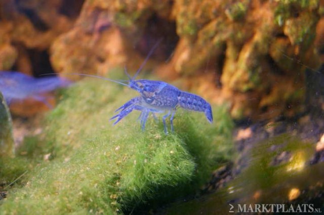 Blaue Florida Krebse (Procambarus Alleni) - Krebs - Venlo