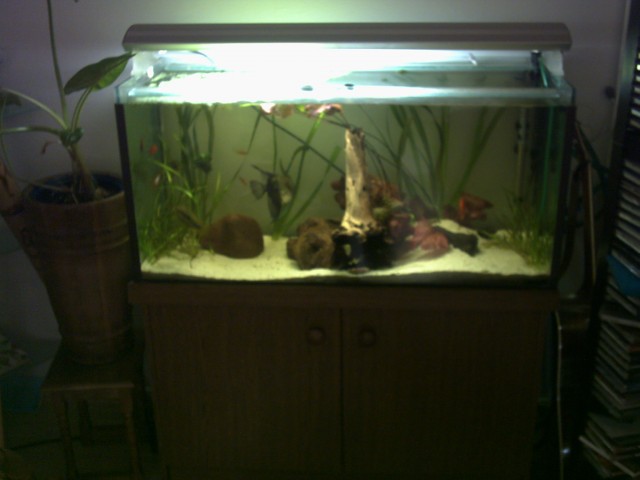 Aquarium 200ltr 100x50x40cm mit Unterschrank und Besatz - Aquarium - Monheim