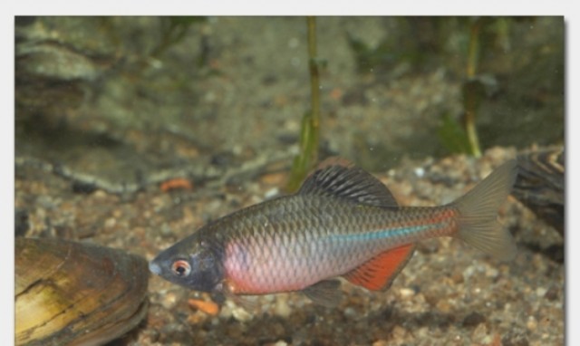 Biotopfische aus deutscher Zucht // Fa.Fördefisch - Koi - Handewitt