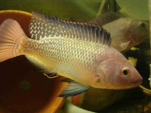 Tilapia Niltilapia Oreochromis niloticus - Barsche - Leonberg
