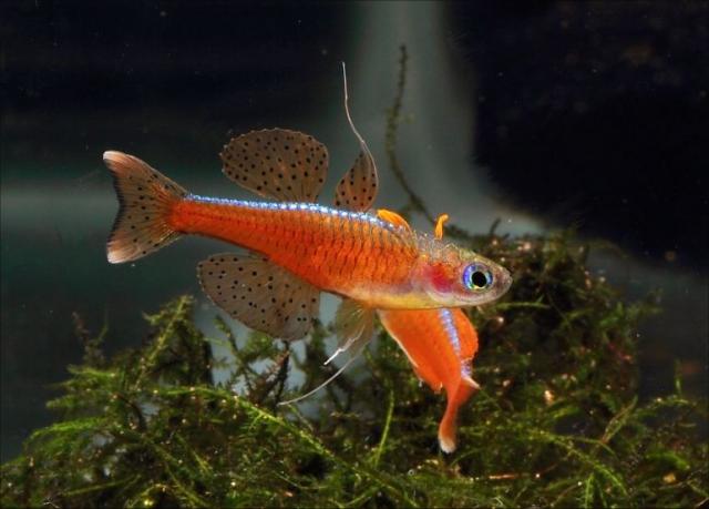 Blauaugen-Regenbogenfisch (Pseudomugil luminatus) - Fische Sonstige - Rösrath b. Köln