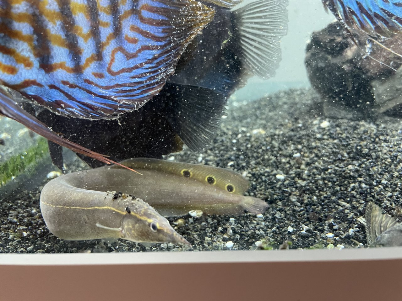 Pfauen-Stachelaal, Macrognathus siamensis - Aale - Duderstadt