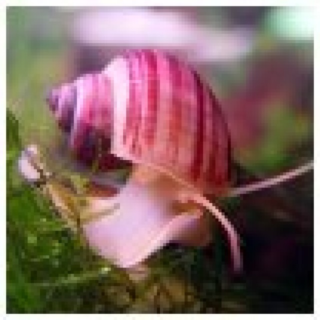 Suche Farbige Apfelschnecken - Schnecken - Berlin