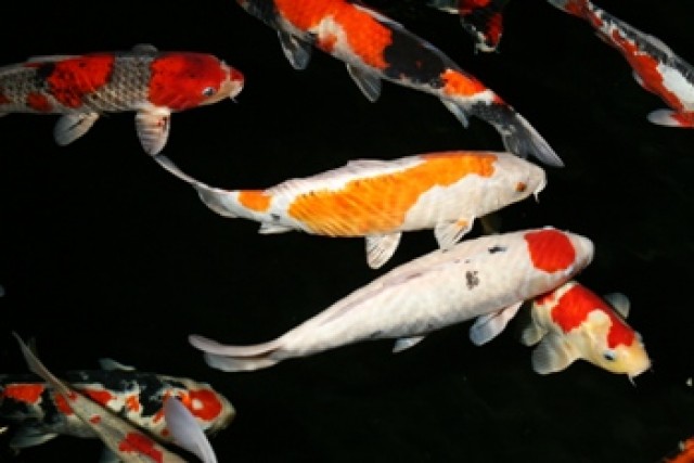 Fa.Fördefisch bietet Butterfly Koi-Japan Koi-Israel Koi günstig online an  //  - Koi - Handewitt