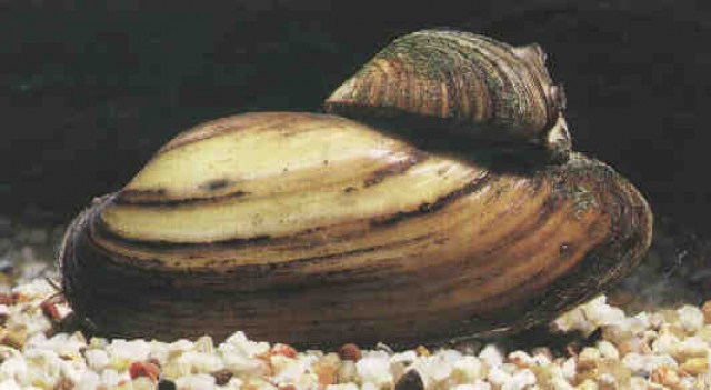 Teichmuscheln in großer Auswahl // Fa.Fördefisch - Koi - Handewitt