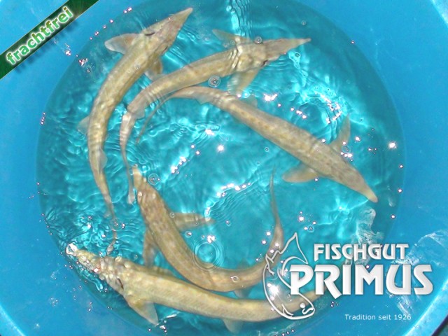 Albino Sterlet (A. ruthenus albino) - Größe 45-55 cm - Fische Sonstige - Iserlohn