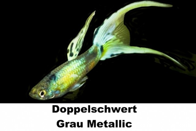 Guppys abzugeben - Versand möglich - Guppy - Ammerthal