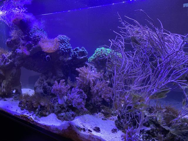 Meerwasseraquarium komplett oder nur Inhalt - Aquarium - Feucht