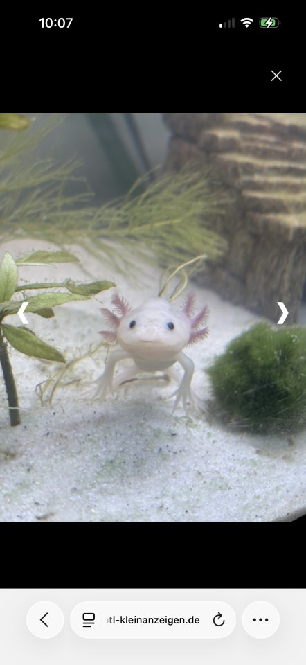 3 Junge Axolotl inkl. Aquarium - Aquarium - 