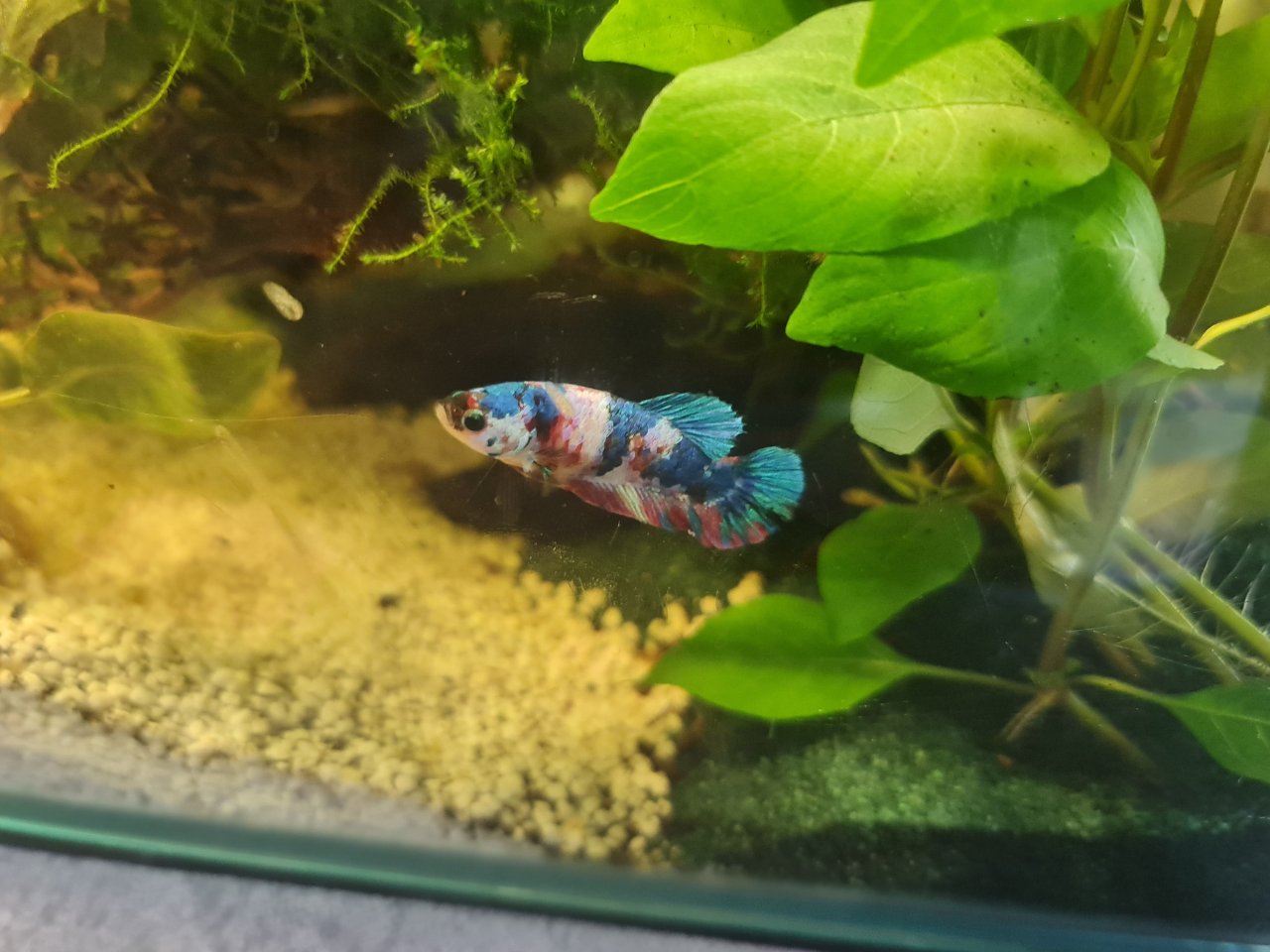 Betta Multicolor kampfisch waibchen - Sonstige - Sulzbach an der murr