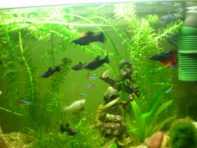 Verschenke black + silber Molly*s + Guppy*s - Fische Sonstige - Krefeld