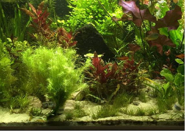 12 Bund Aquariumpflanzen plus 1 Mooskugel - Pflanzen - Dannenberg