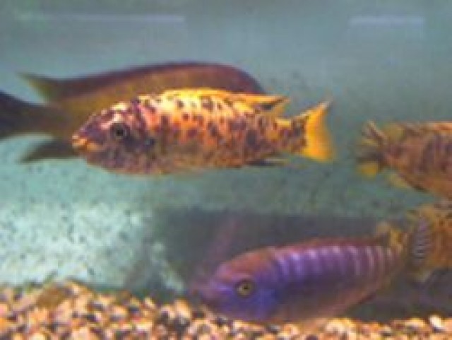 Labidochromis caeruleus Yellow - Barsche - Grevenbroich