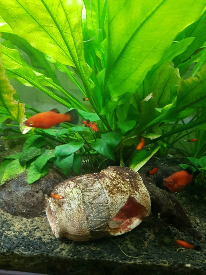 Platy-Fische zu verkaufen (Wagtail - orange-schwarz) - Sonstige - Graben-Neudorf