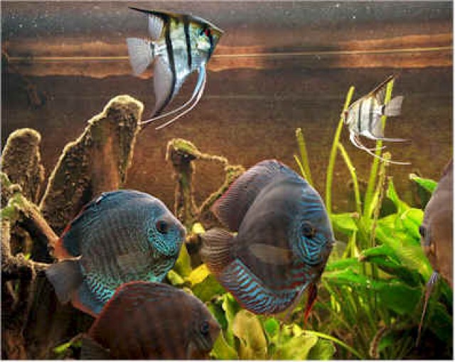 Suche Diskus, Skalare, Guppys im umkreis 30km um Augsburg, Dillingen und Burgau - Fische Sonstige - Dinkelscherben