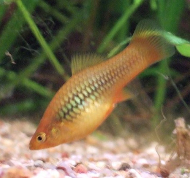 Platys abzugeben - Fische Sonstige - Marburg
