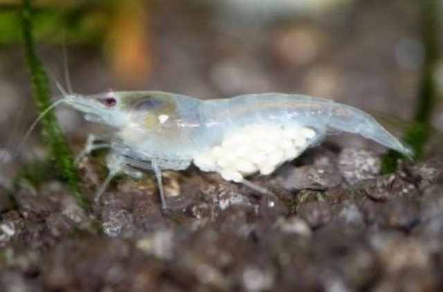 Pflanzen Garnelen Schnecken Endler Guppys - Garnele - Bochum