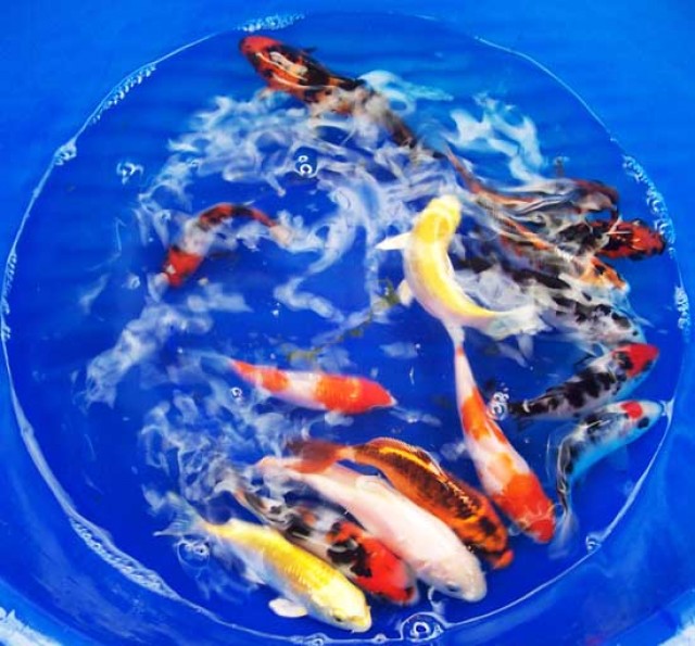 Koi´s zu verkaufen - Koi - Karlsruhe
