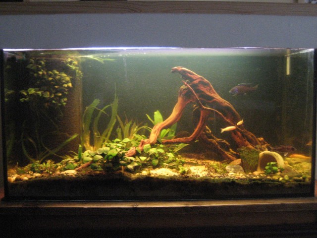 Komplett Aquarium mit Fischen - Aquarium - Frankfurt