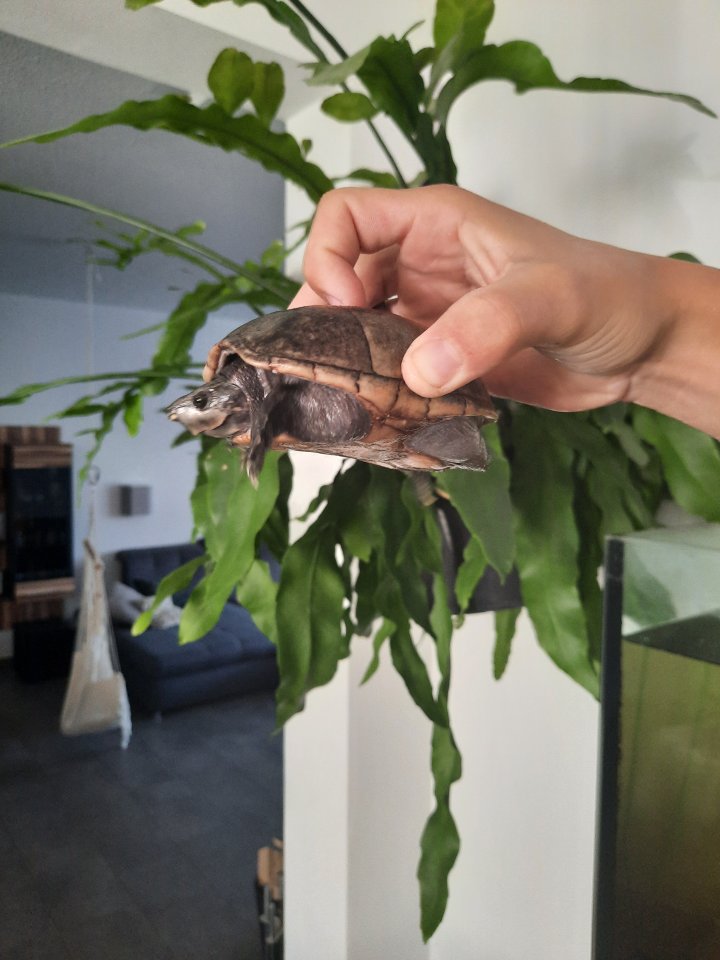 Barsche, Prachtschmerlen  und Schildkröte zu verschenken - Barsche - Bad Sassendorf