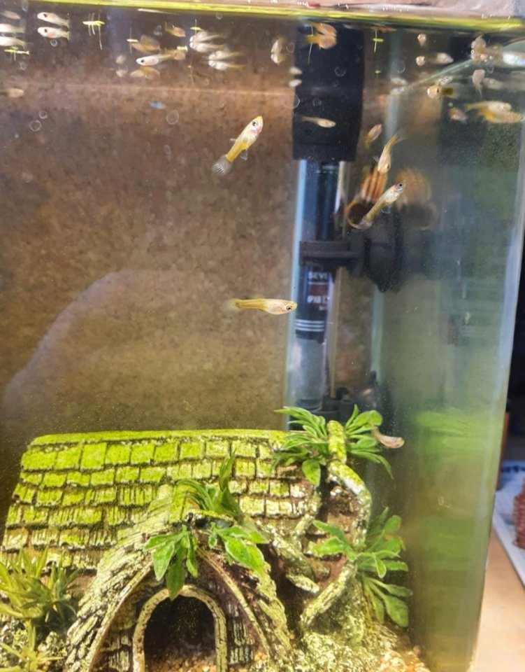 Guppys zu verschenken (Babys) Aquarienfische - Guppy - Herne