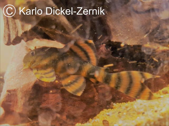 Panaqolus sp. Rio Curua Una, L397, Orange-Binden-Harnischwels - Wels - Hennigsdorf