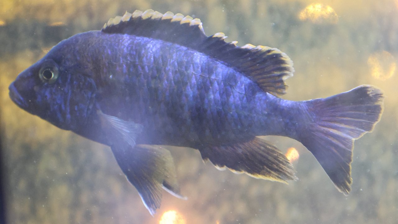 Malawi Butnbarsch blau - Barsche - Burgdorf