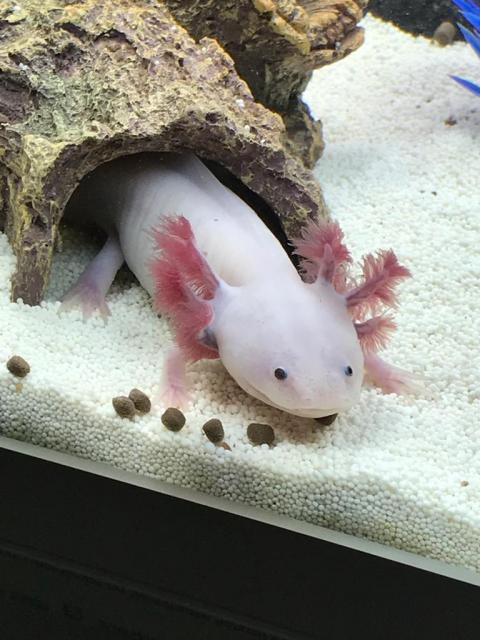 Axolotl Jungtiere zu verkaufen - Fische Sonstige - marxen