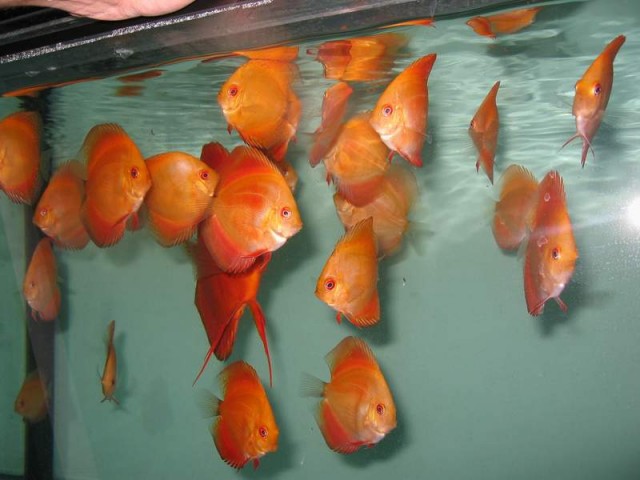 Diskus red melon , red royal - Diskus - Pezinok ,slovakia