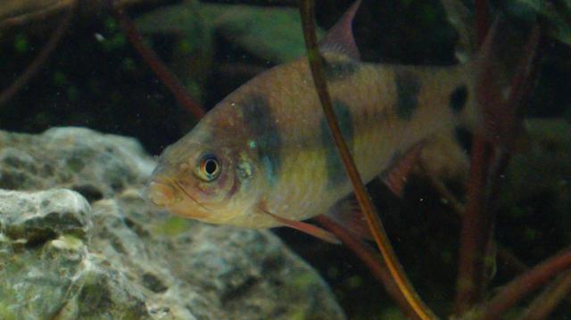 11 Clownsbarben abzugeben - Fische Sonstige - Oldenburg